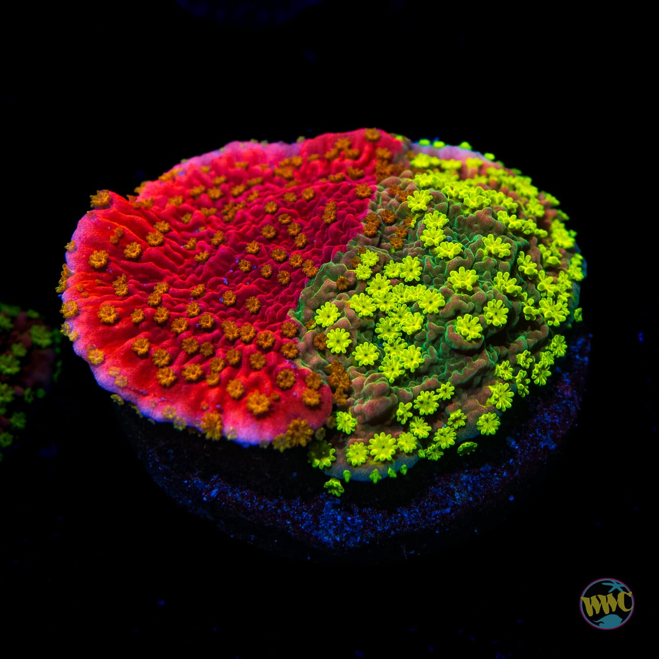 WWC Sunfire Grafted Cap Montipora