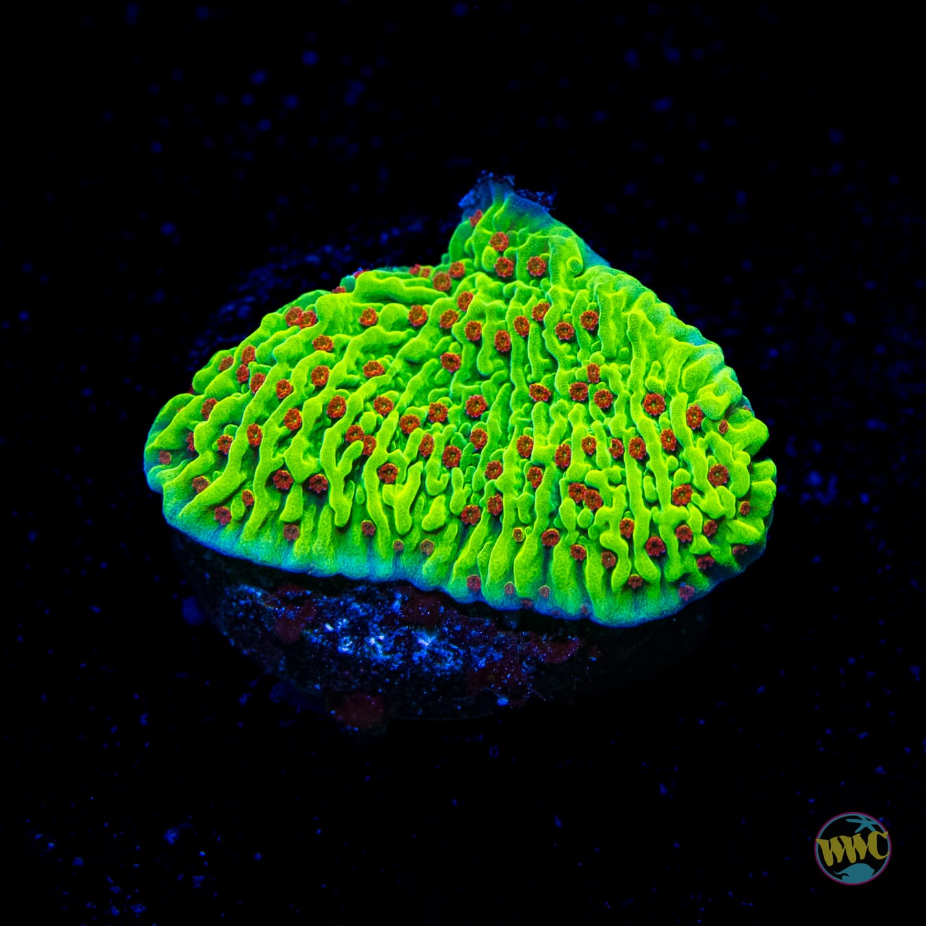 WWC Cousin Eddie's Toxic Montipora