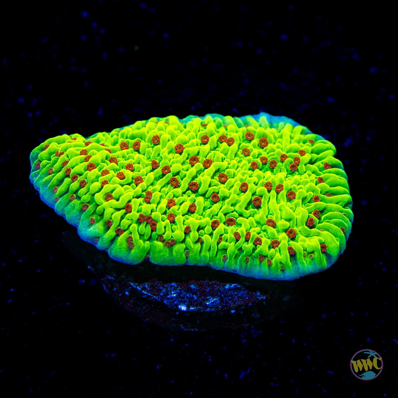 WWC Cousin Eddie's Toxic Montipora