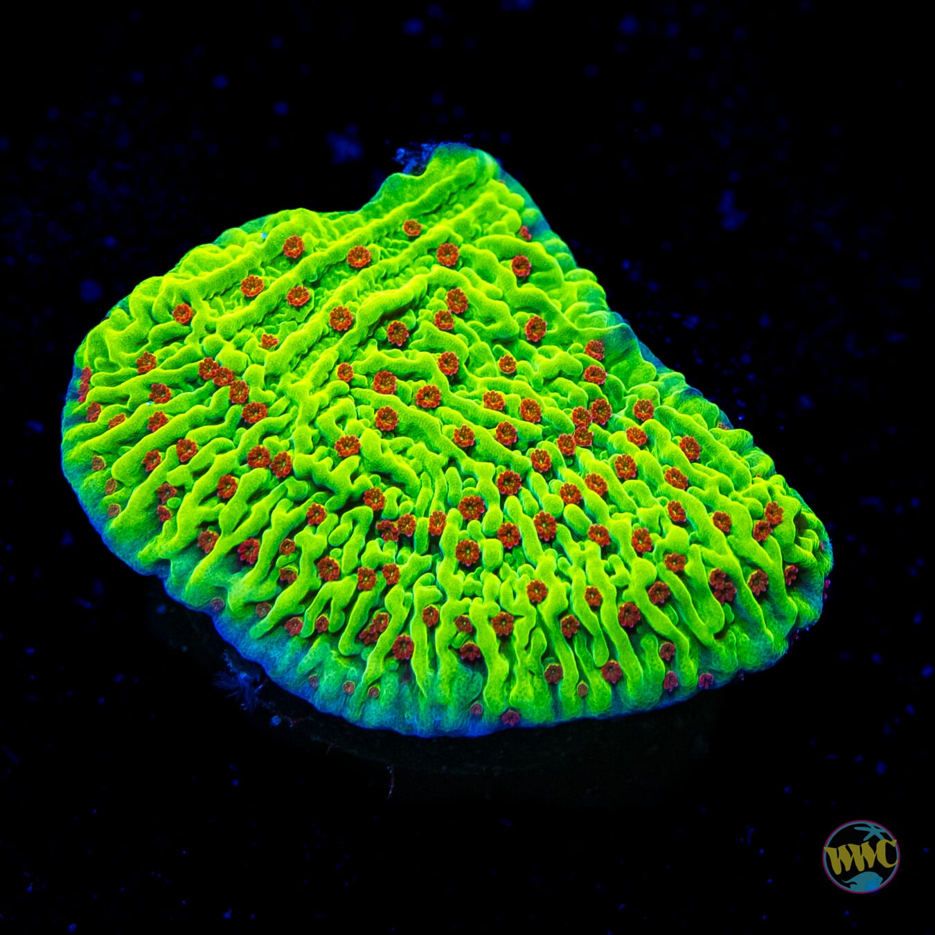 WWC Cousin Eddie's Toxic Montipora