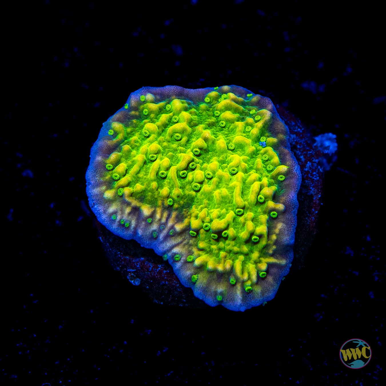 WWC Money Shot Montipora