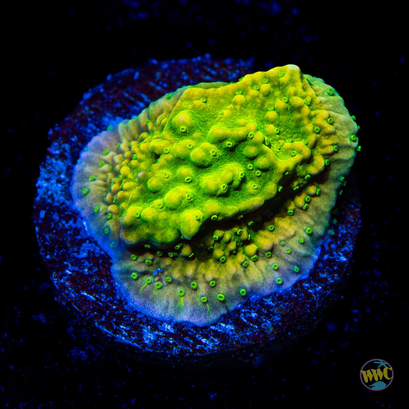 WWC Money Shot Montipora