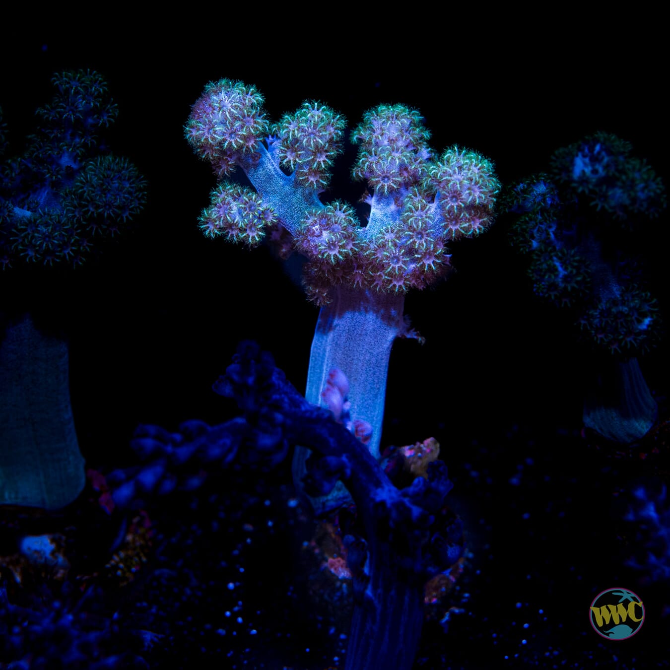 WWC Solomon Hairy Leather