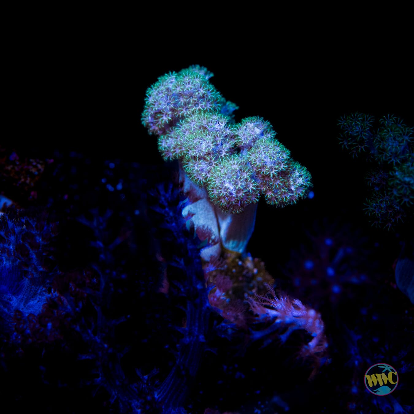 WWC Solomon Hairy Leather