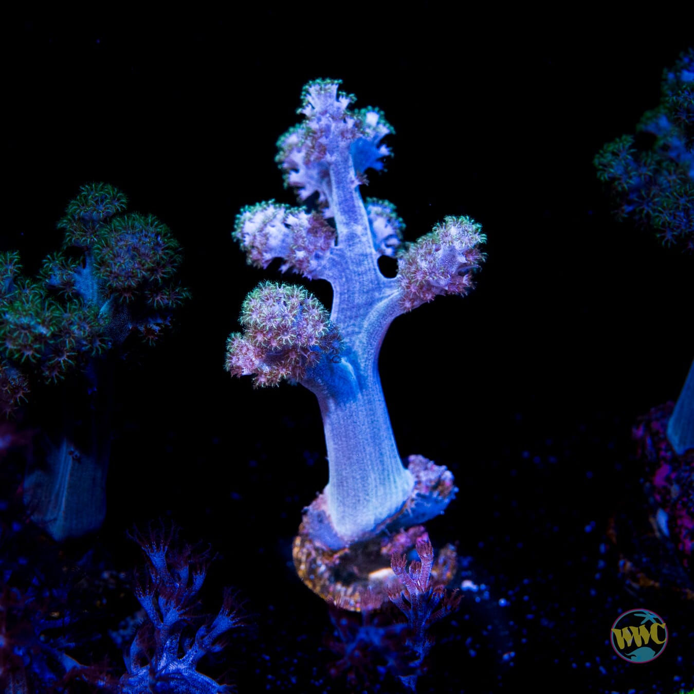 WWC Solomon Hairy Leather