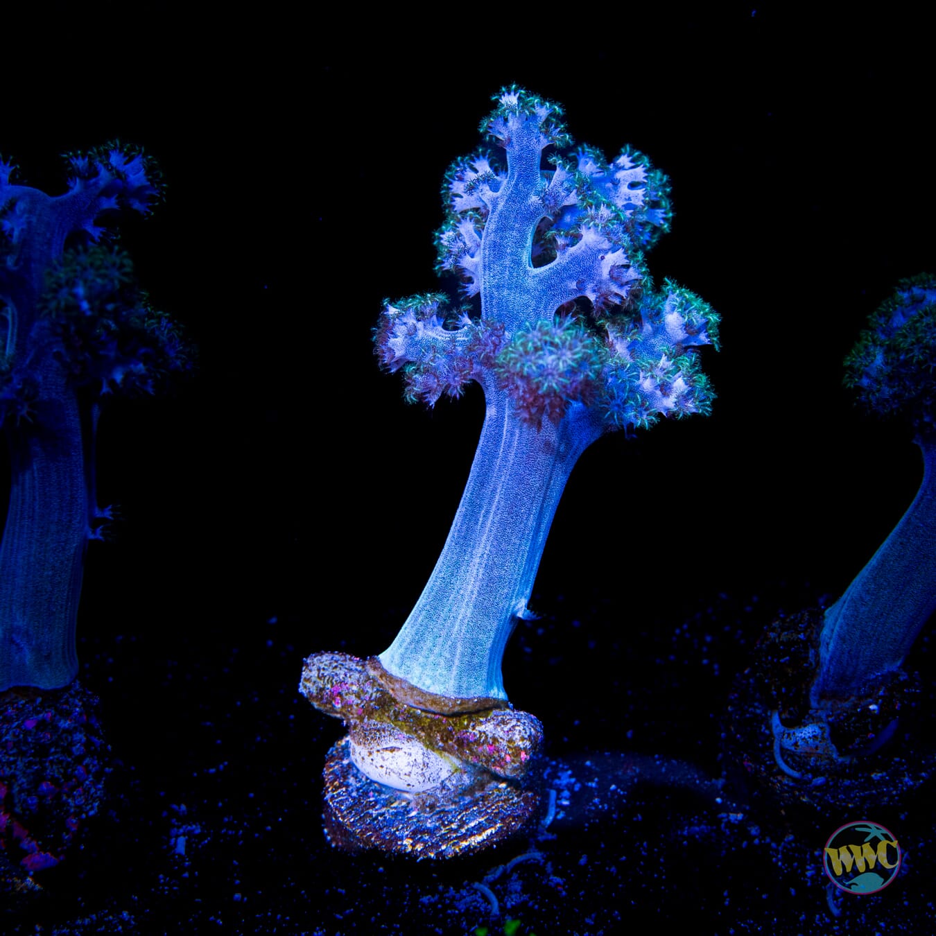 WWC Solomon Hairy Leather