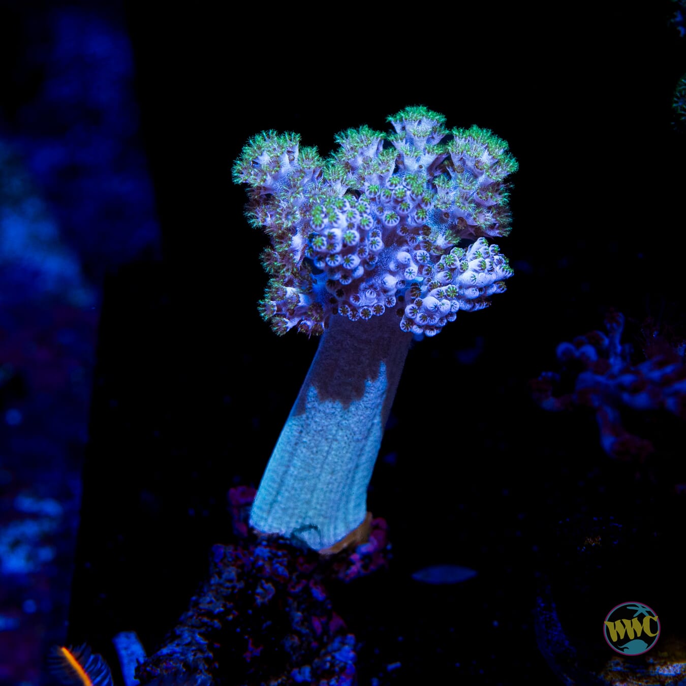 WWC Solomon Hairy Leather