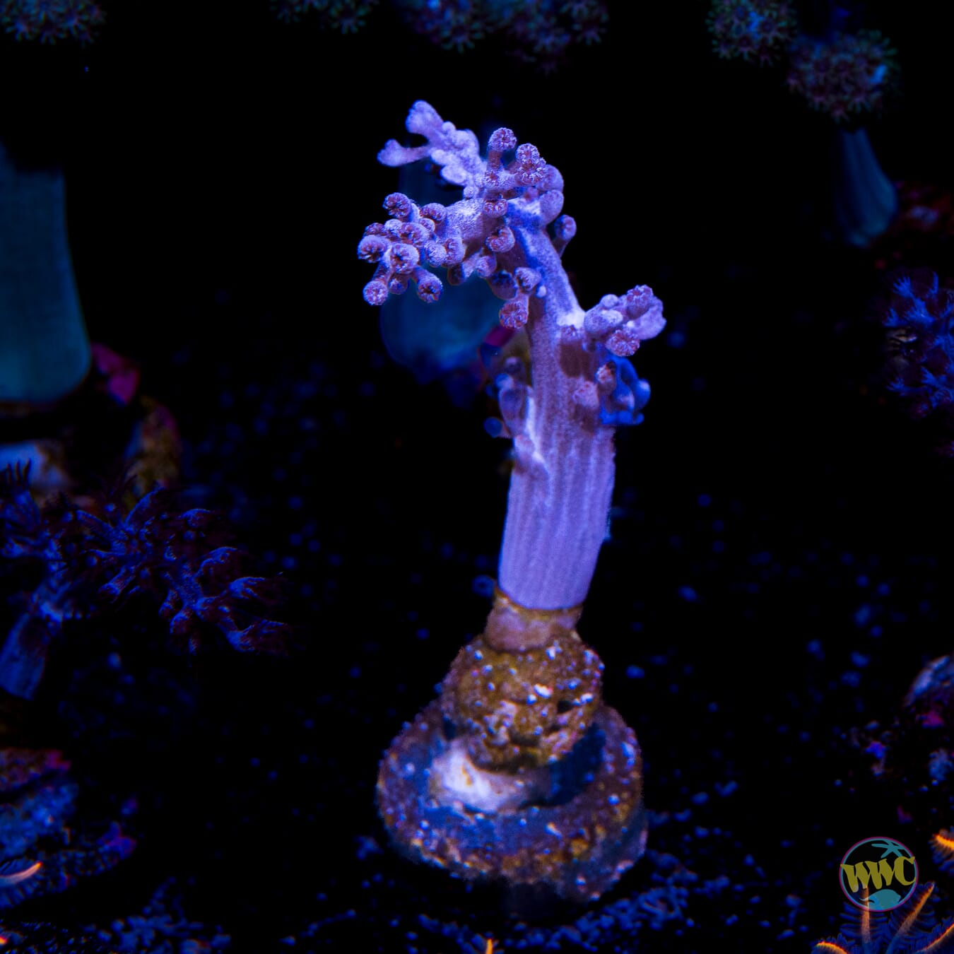 Kenya Tree Leather Coral