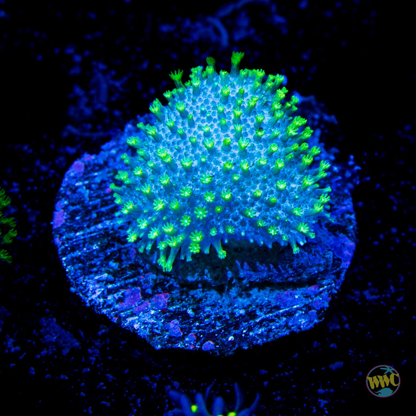 Neon Toadstool Leather