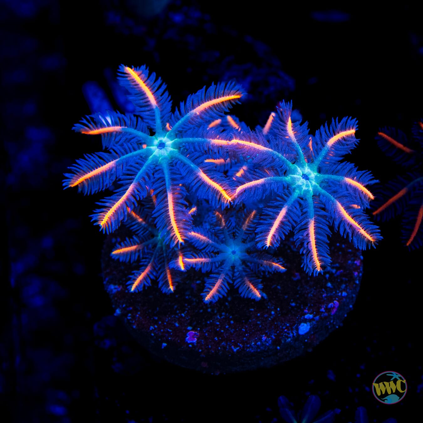 WWC Florida Squeeze Clove Polyps