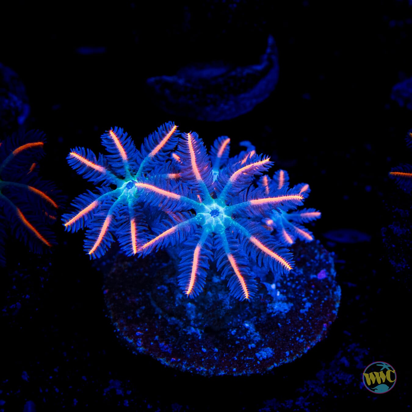 WWC Florida Squeeze Clove Polyps