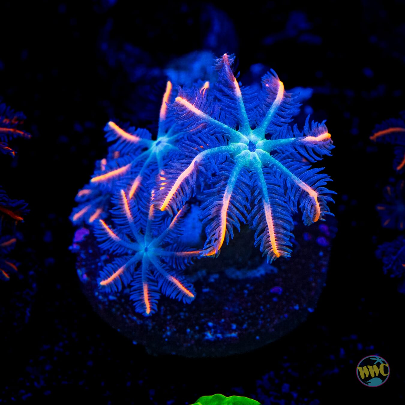 WWC Florida Squeeze Clove Polyps