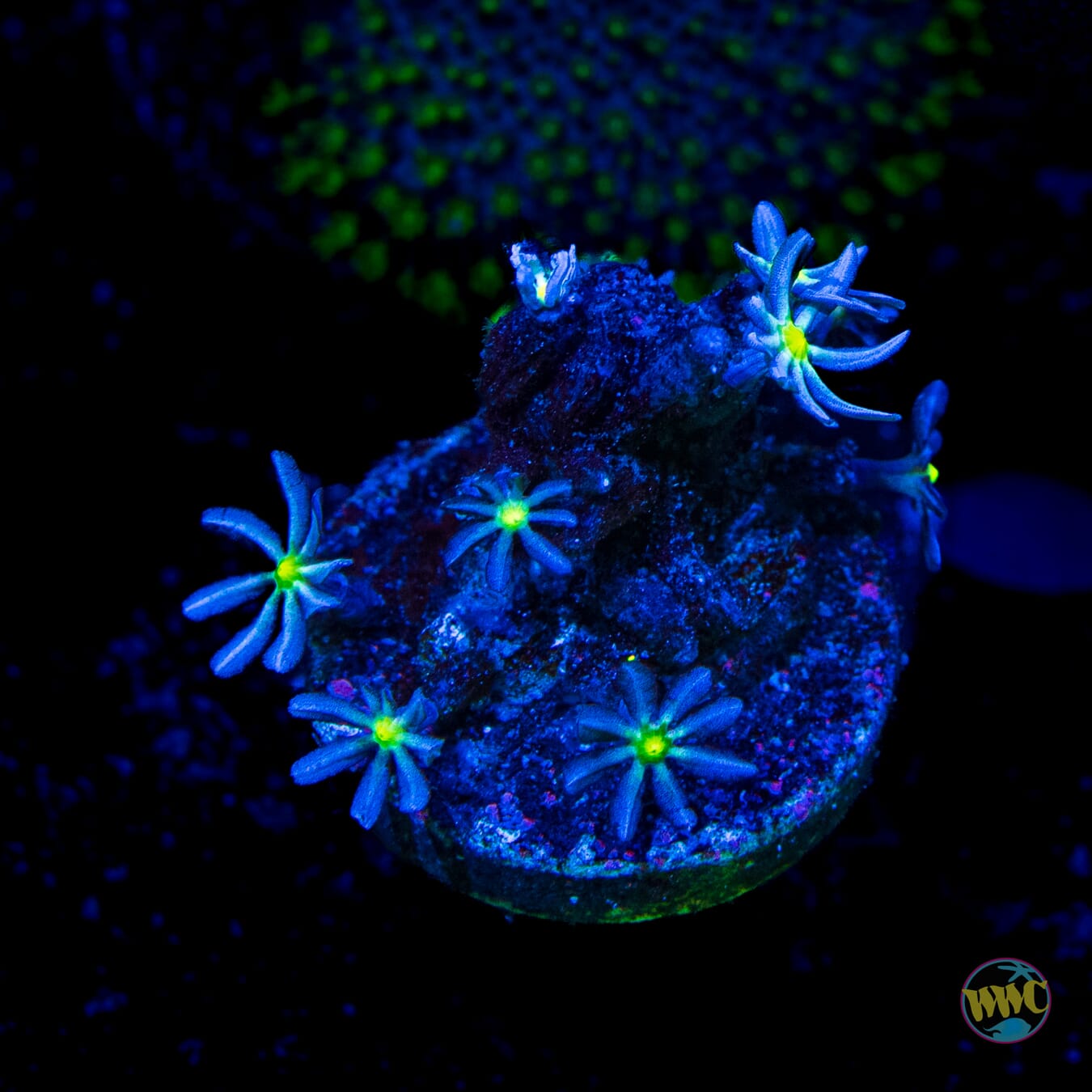 WWC Midnight Daisy Polyps