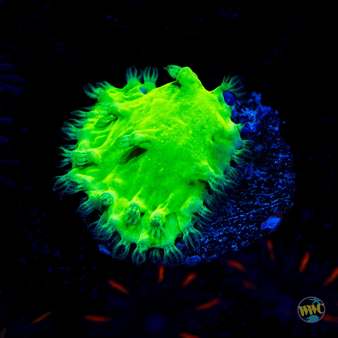 Neon Cabbage Leather