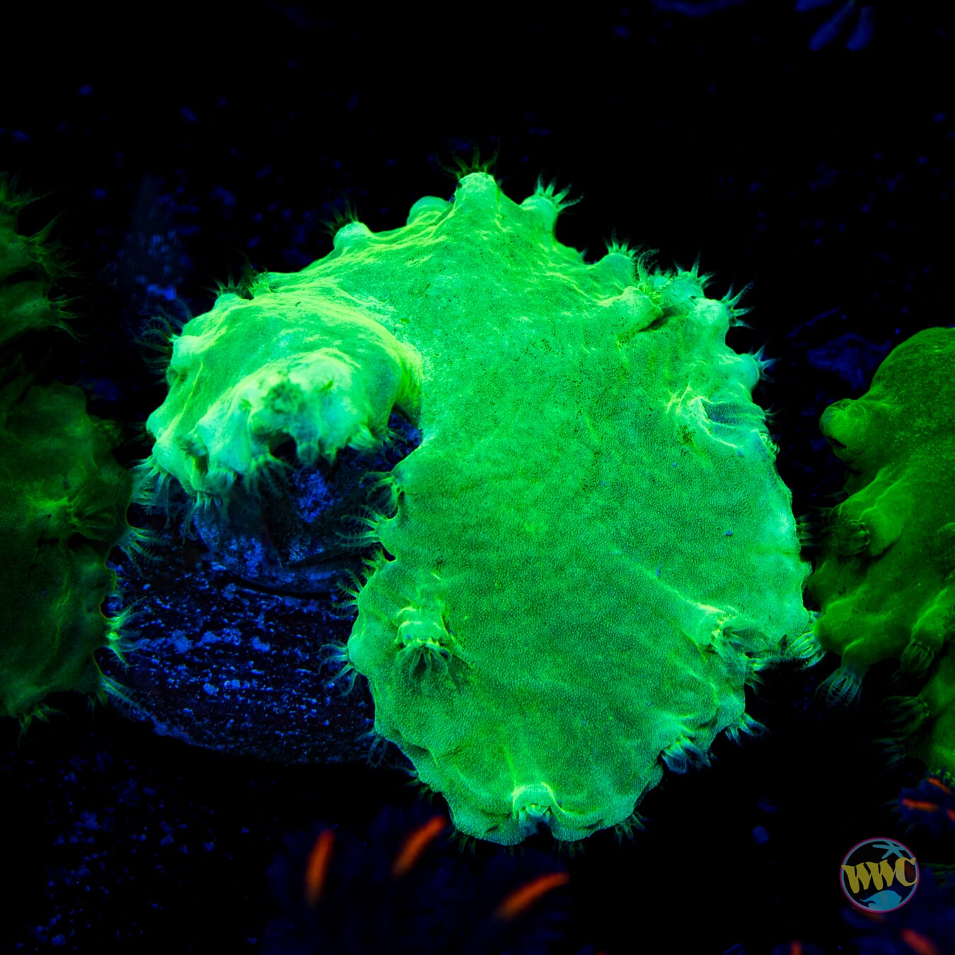 Neon Cabbage Leather