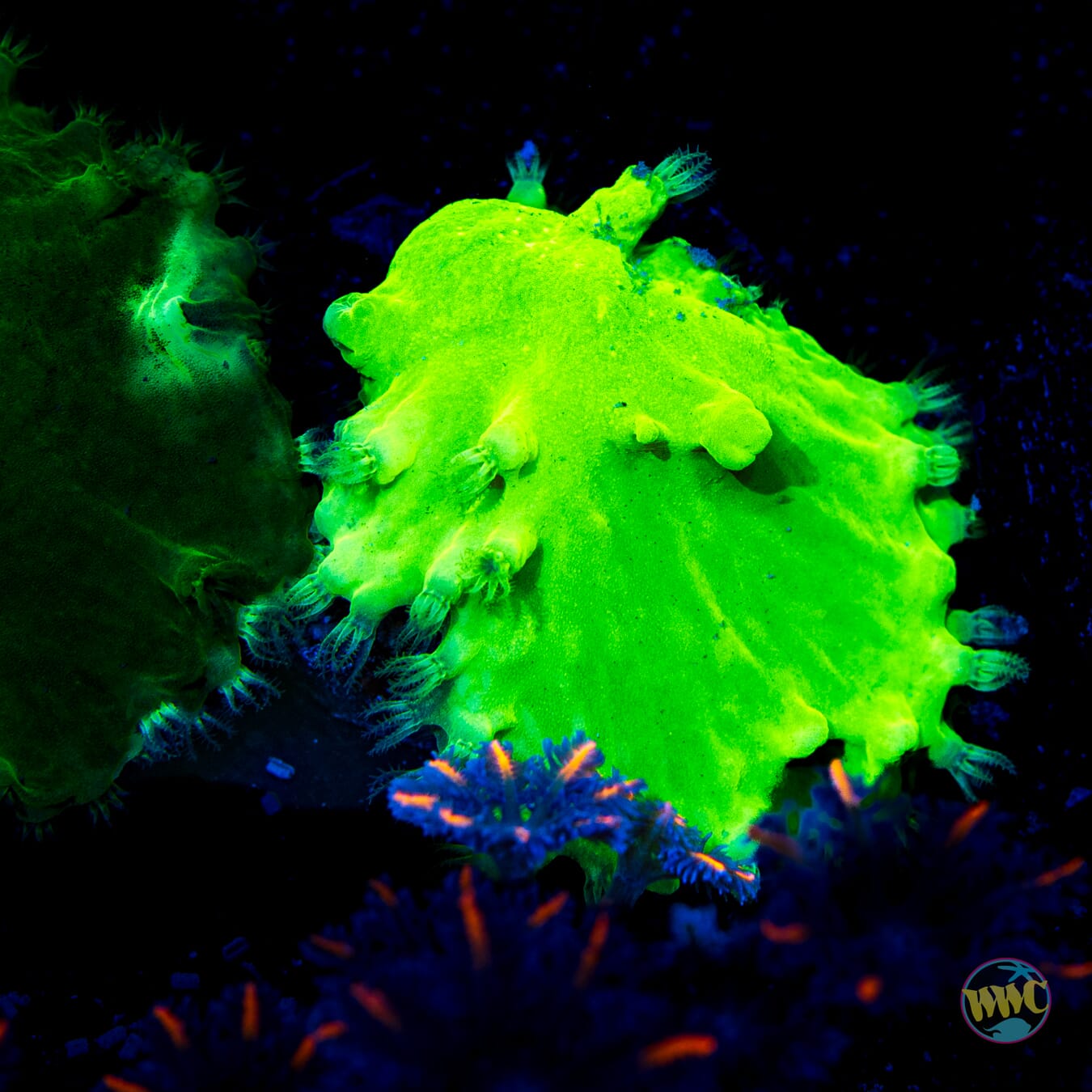 Neon Cabbage Leather