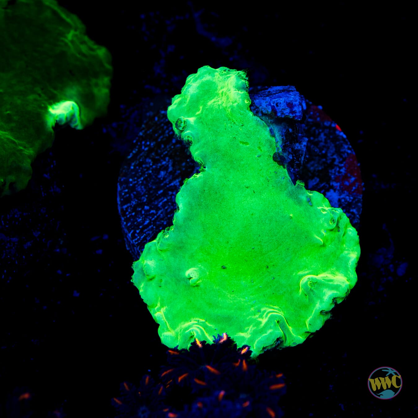 Neon Cabbage Leather