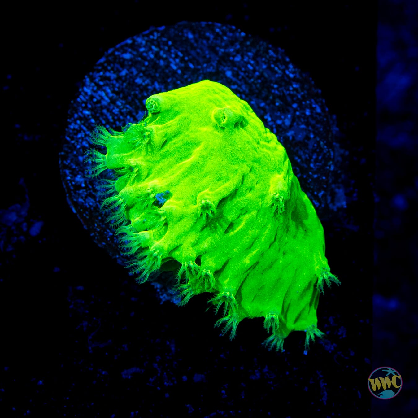 Neon Cabbage Leather