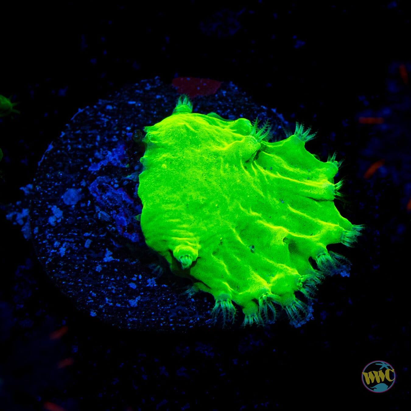 Neon Cabbage Leather