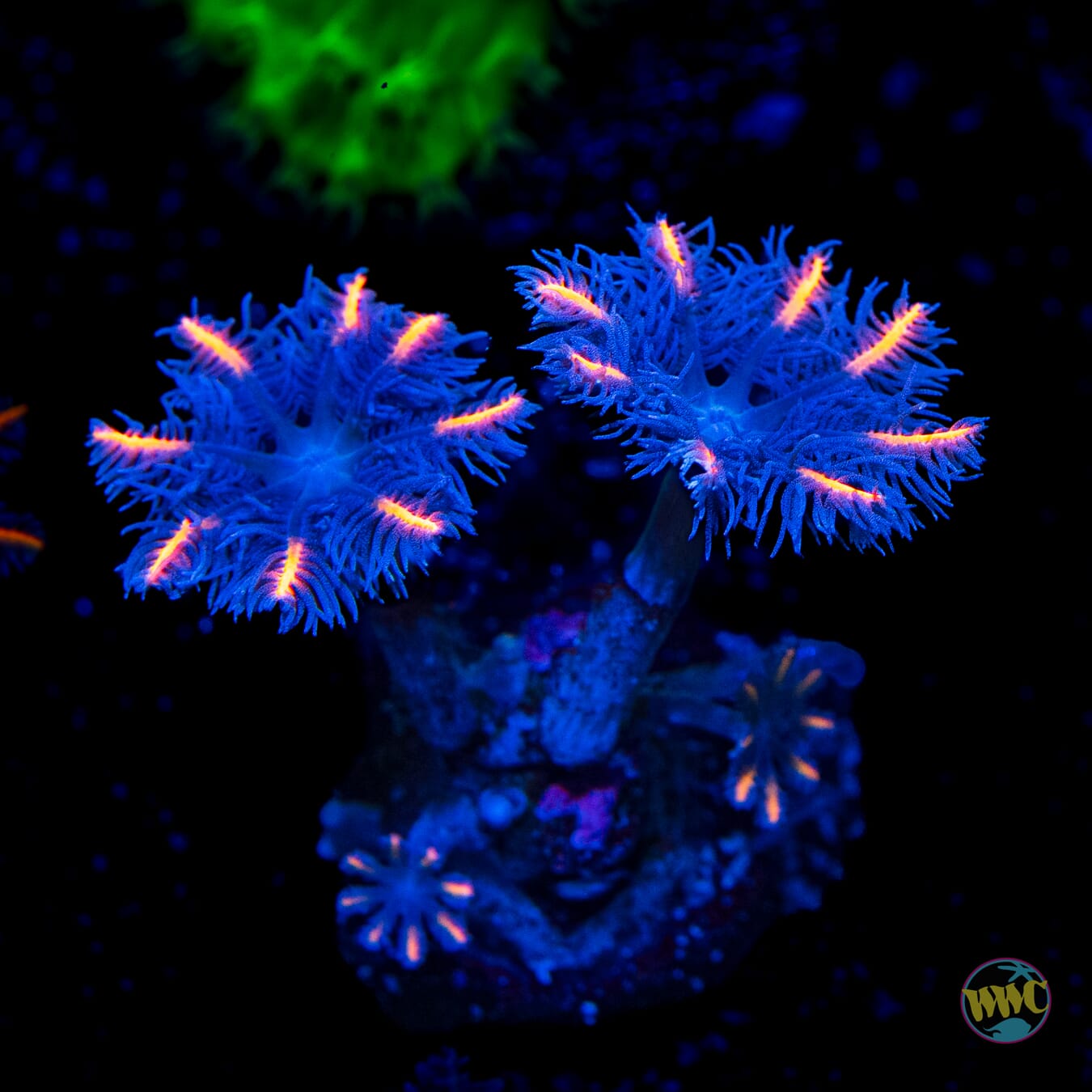 WWC Florida Squeeze Clove Polyps