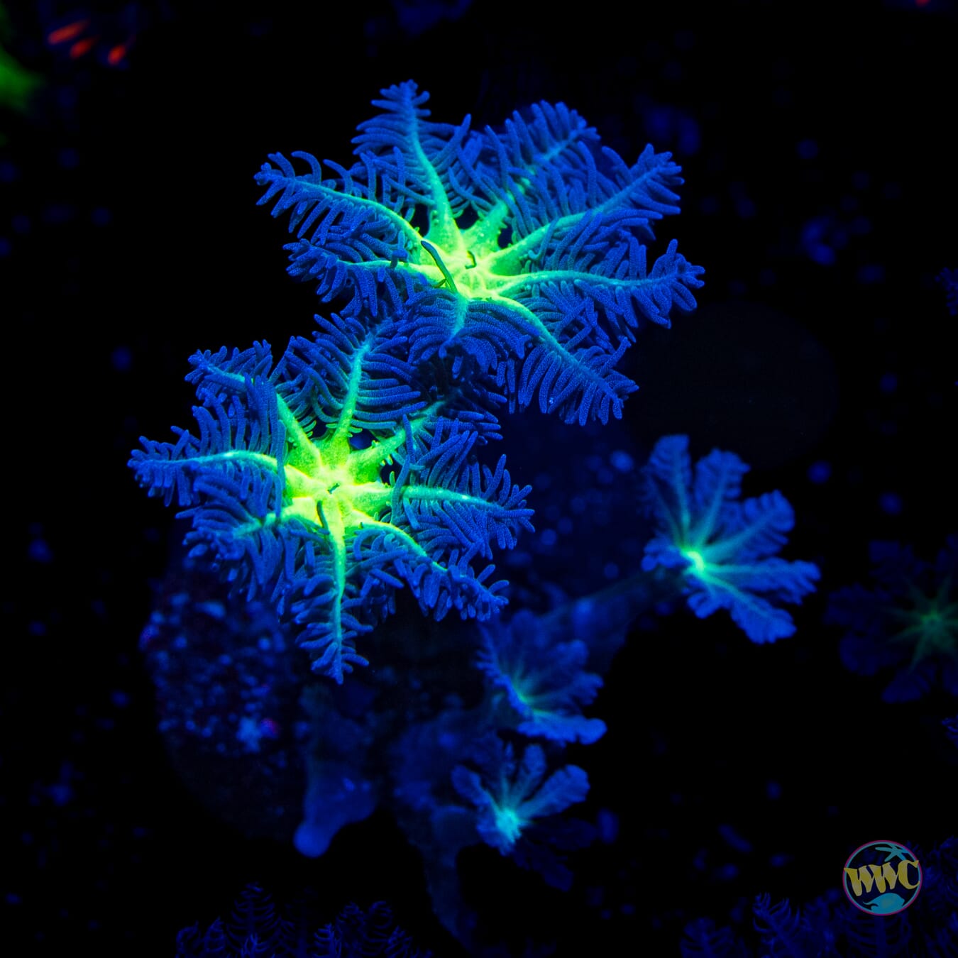 Neon Clove Polyps