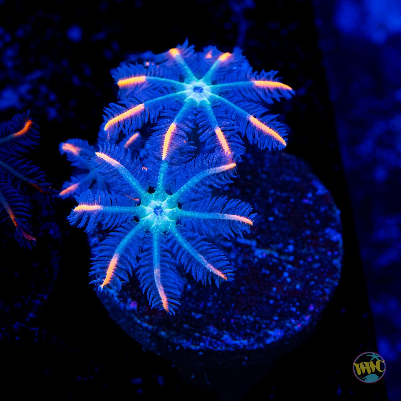 WWC Florida Squeeze Clove Polyps