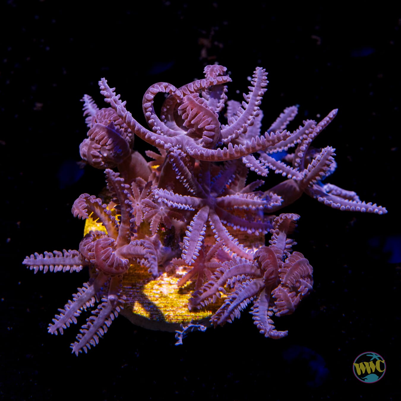 Waving Hand Anthelia