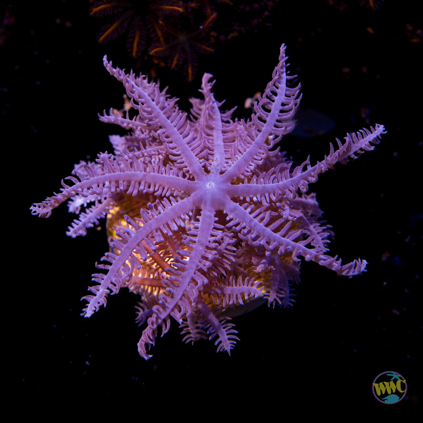 Waving Hand Anthelia