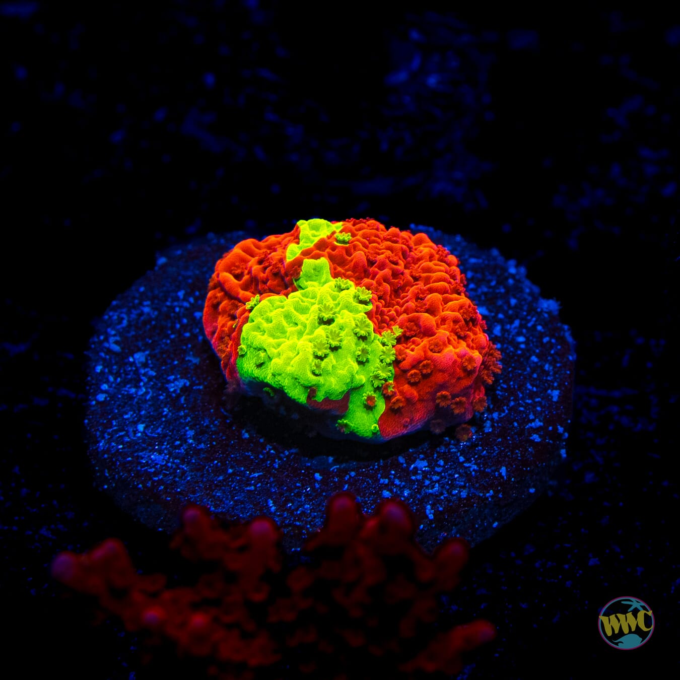 WWC Jaw Breaker Grafted Montipora