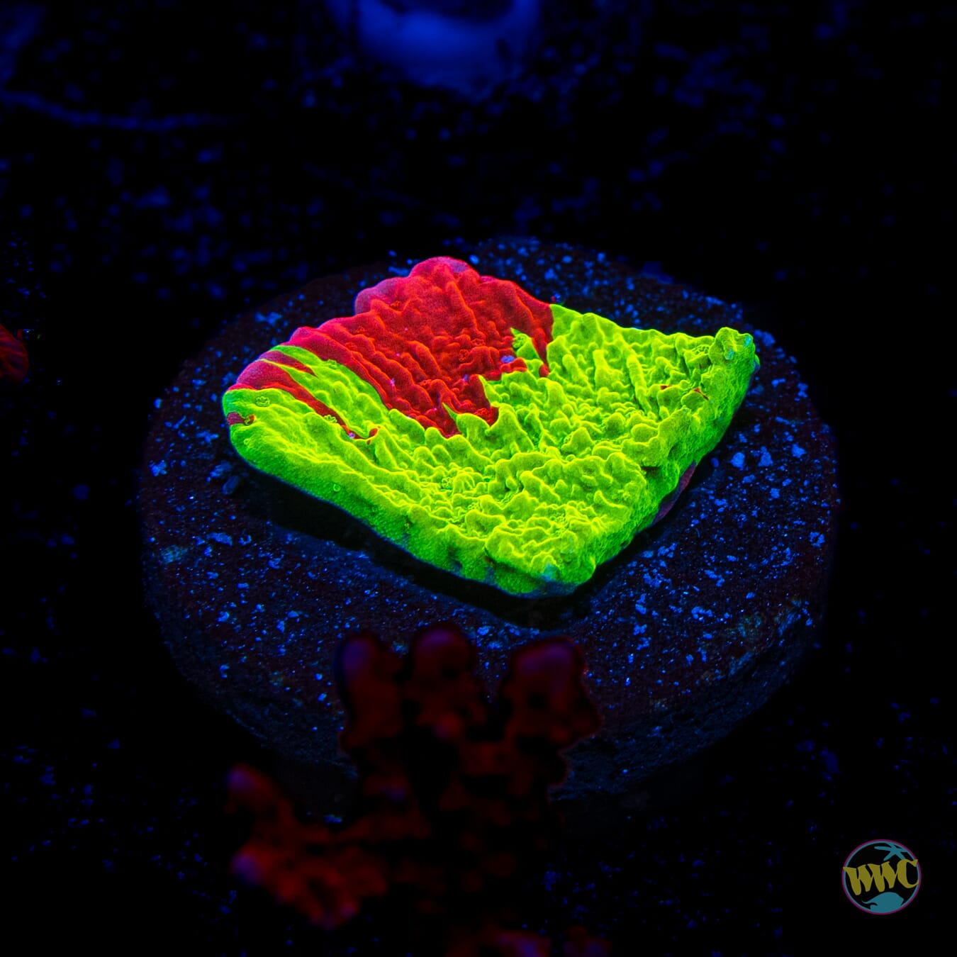 WWC Jaw Breaker Grafted Montipora