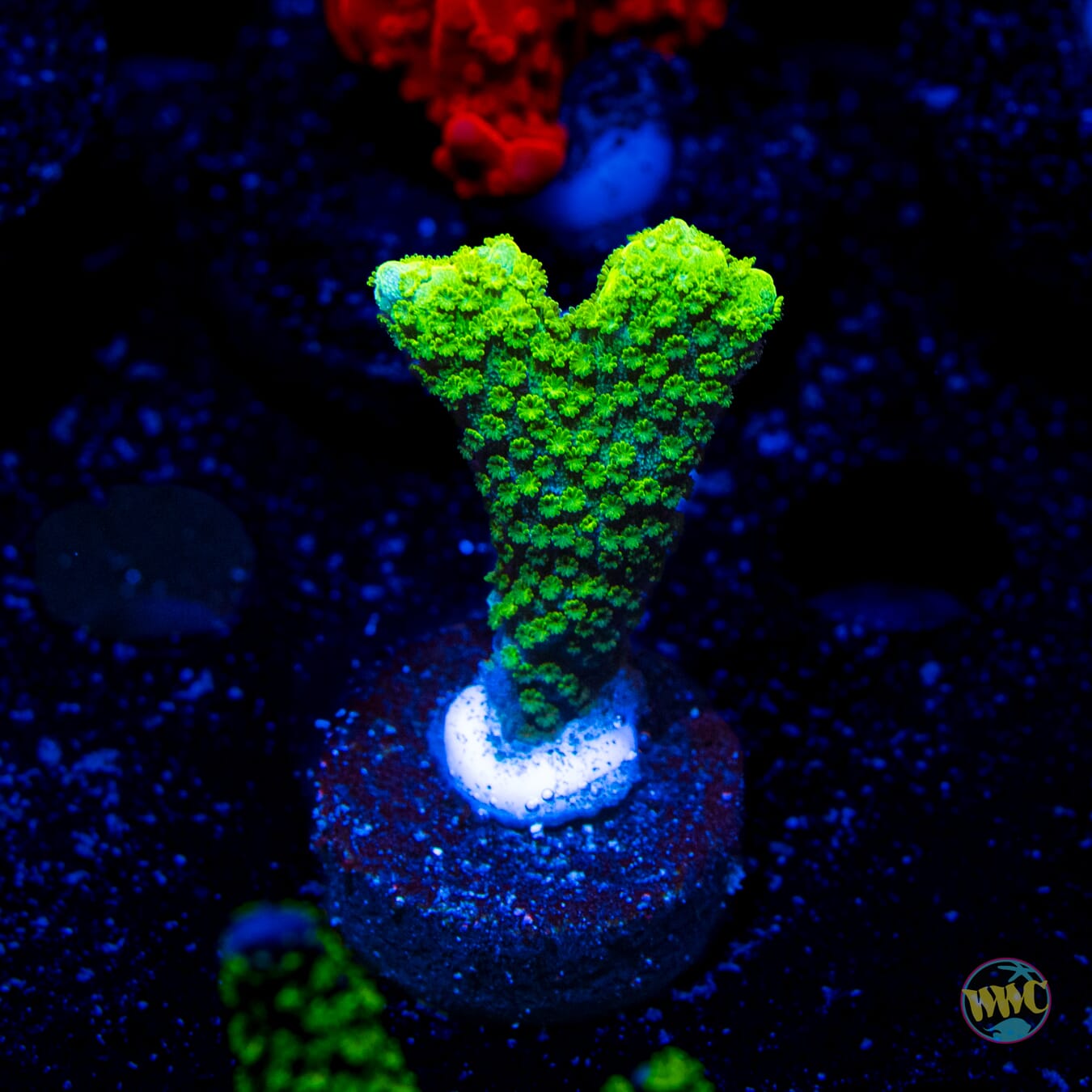 Green Digitata Montipora