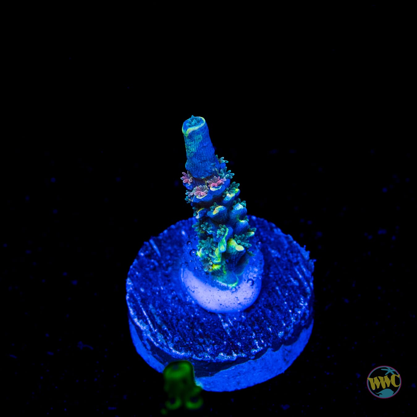 WWC Malibu Surfer Acropora