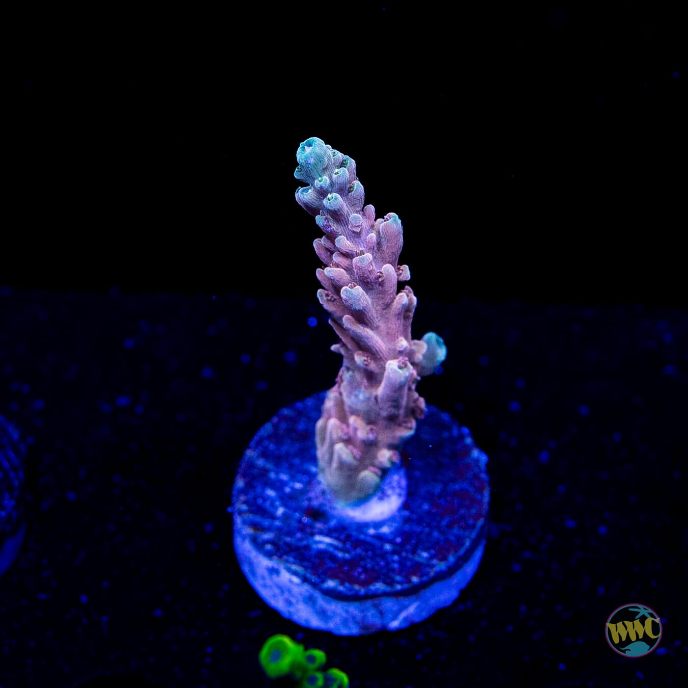 WWC Inner Planet Acropora