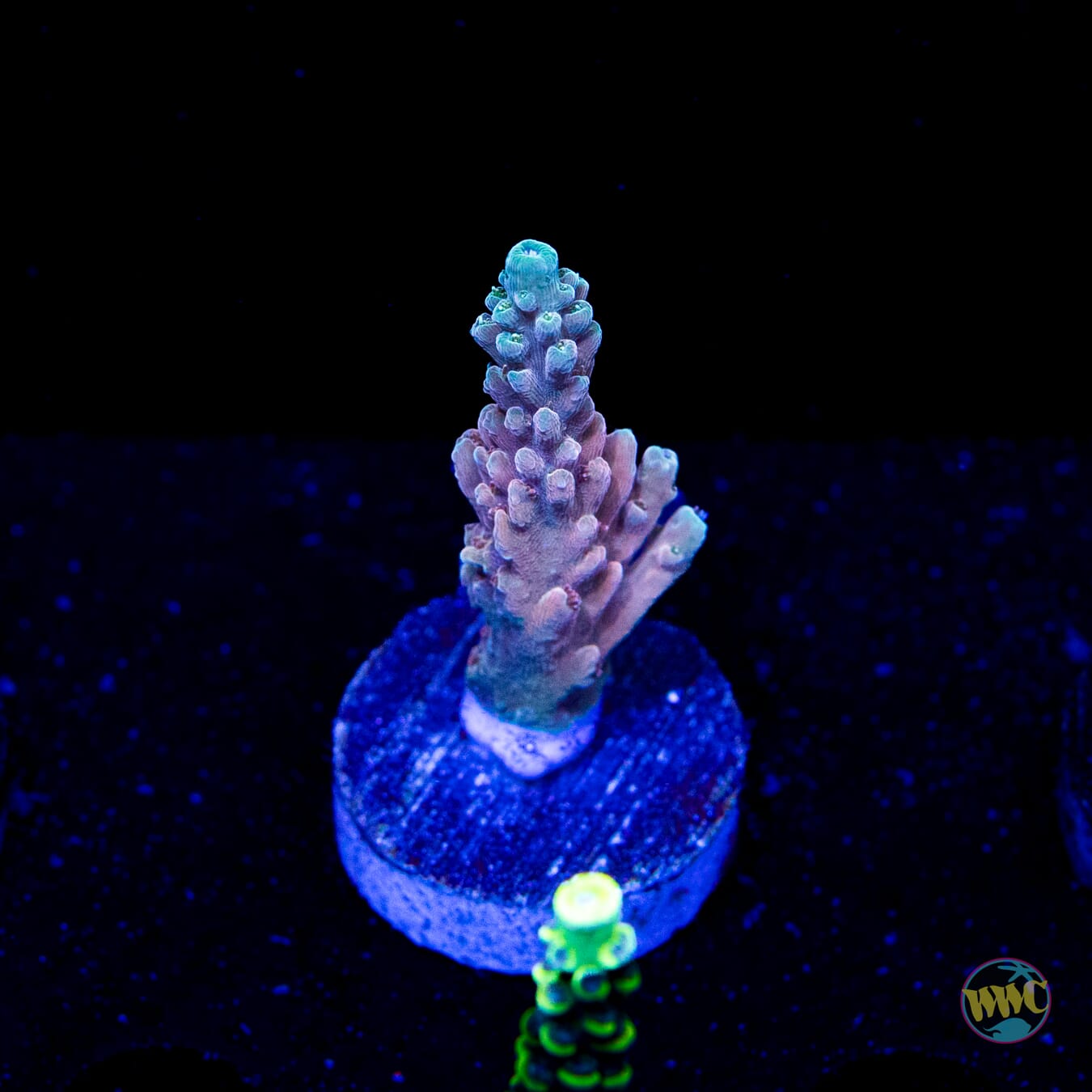 WWC Inner Planet Acropora