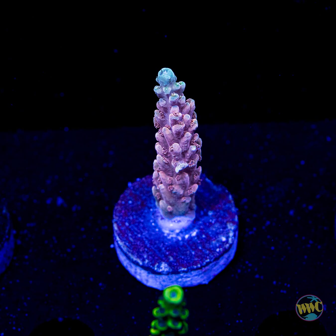 WWC Inner Planet Acropora
