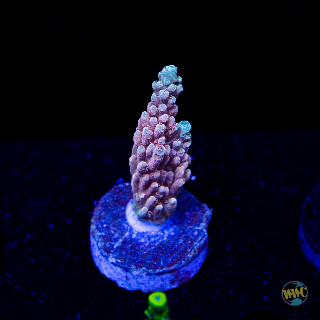 WWC Inner Planet Acropora