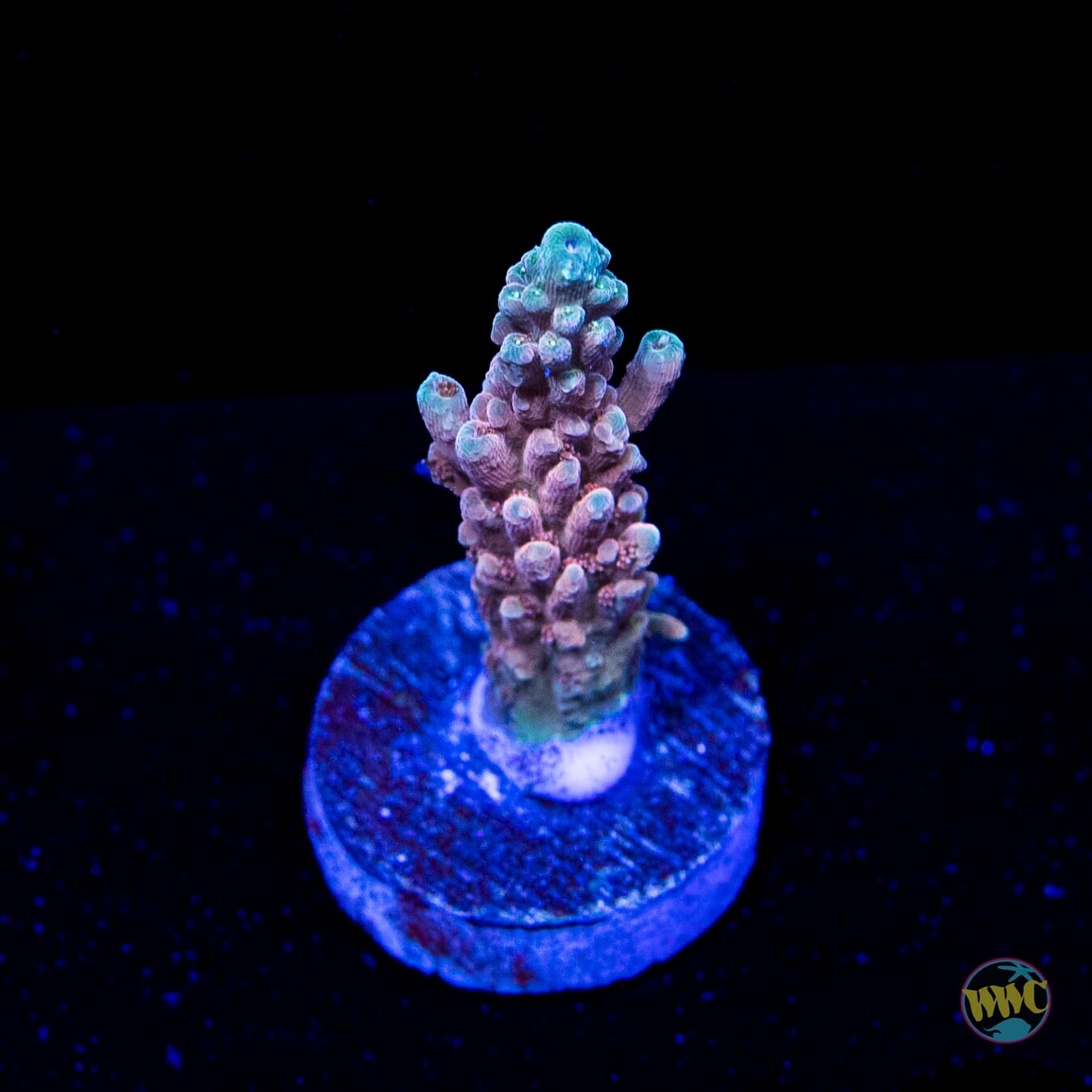 WWC Inner Planet Acropora