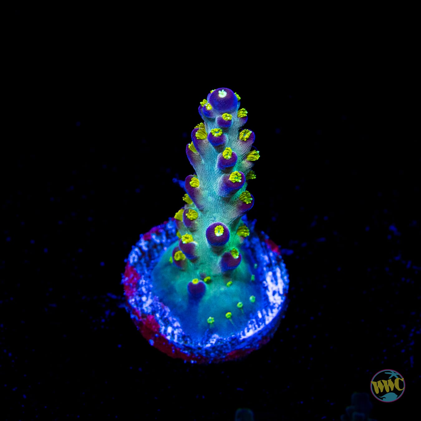 Jason Fox Fantasy Island Acropora