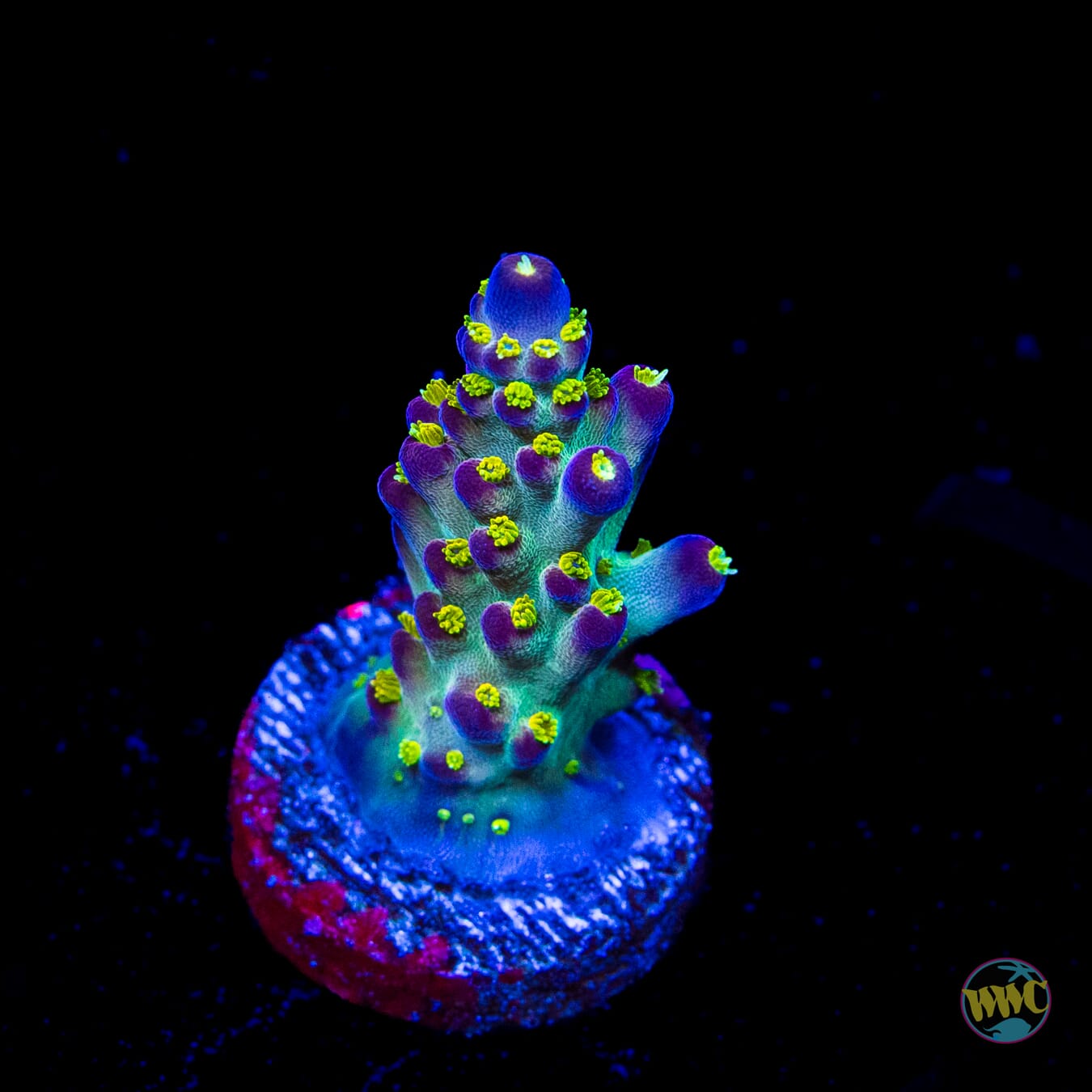 Jason Fox Fantasy Island Acropora