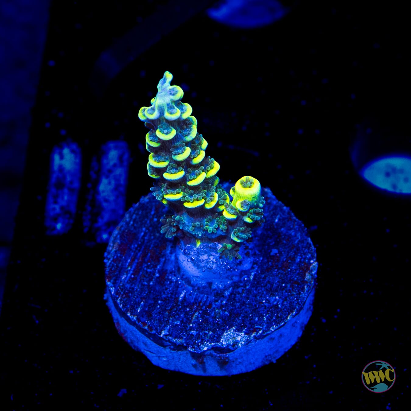 WWC Silver Surfer Acropora