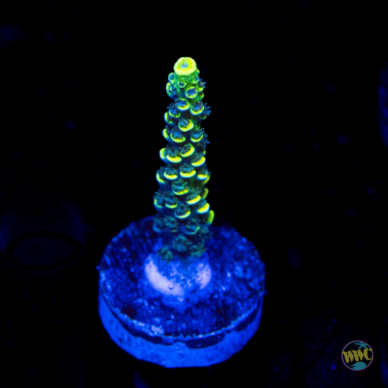 WWC Silver Surfer Acropora