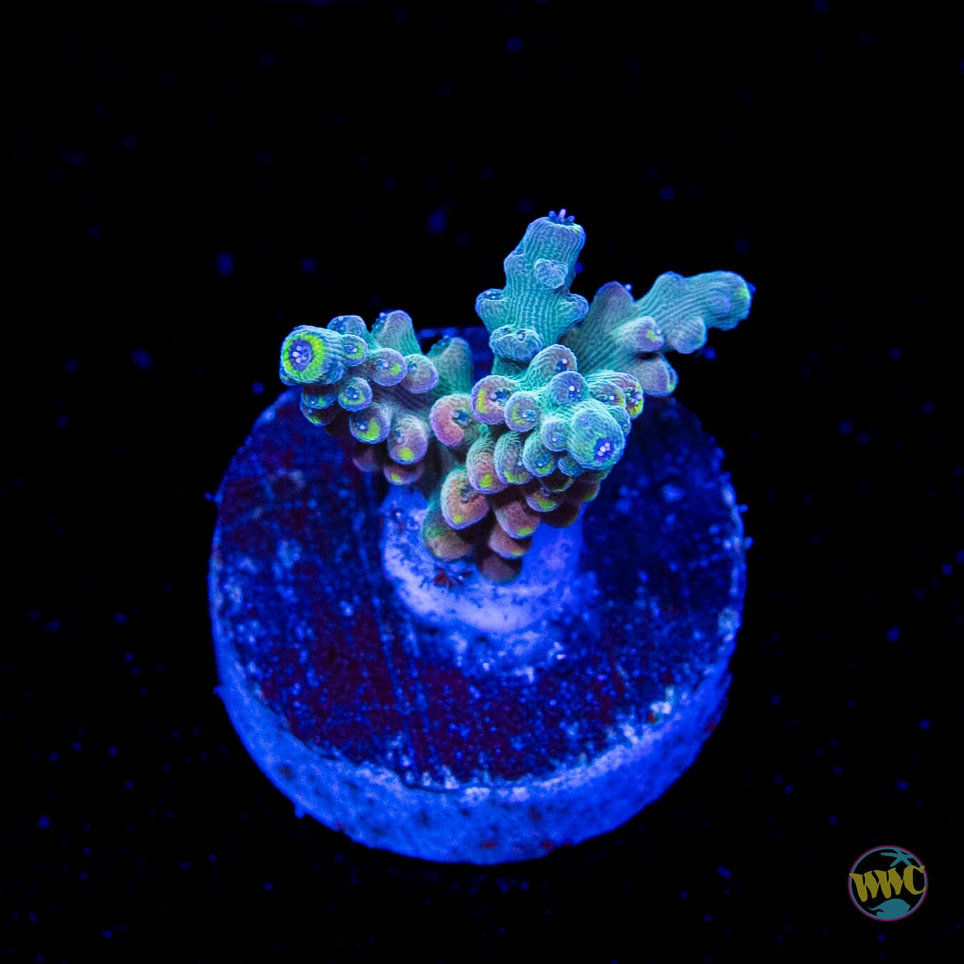 WWC Lady Liberty Acropora