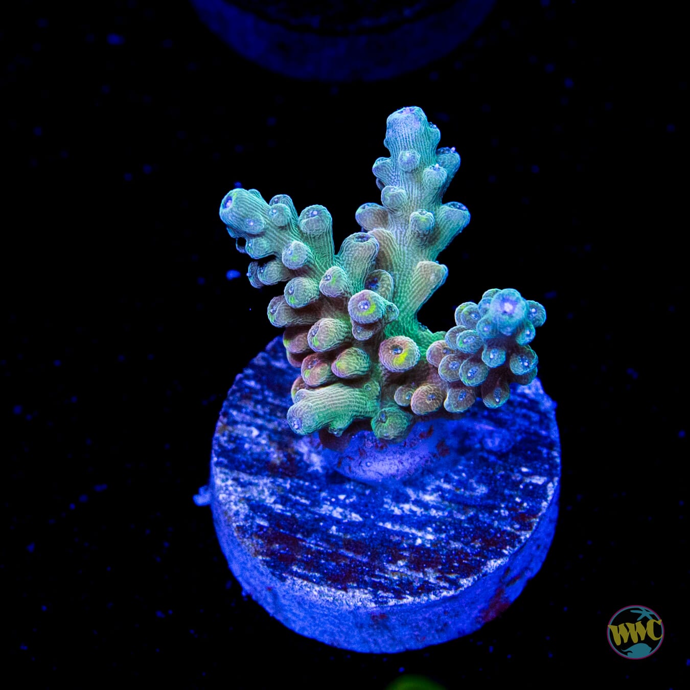 WWC Lady Liberty Acropora