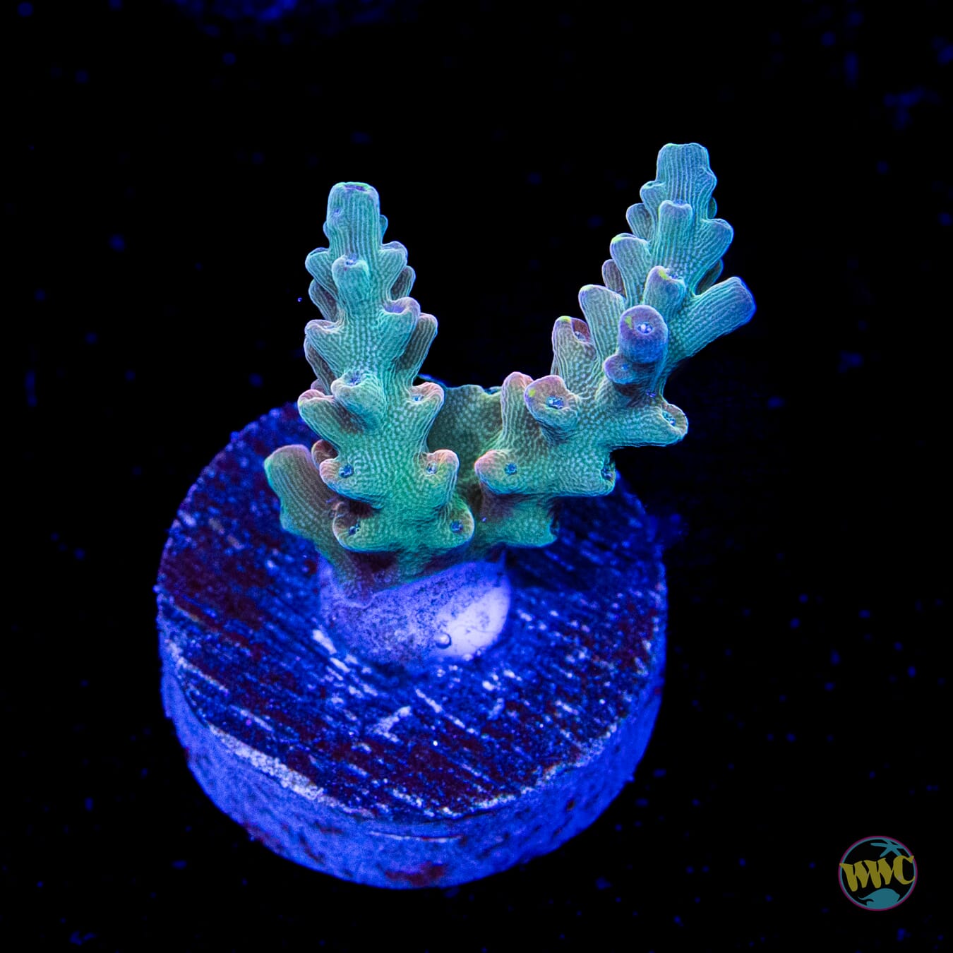WWC Lady Liberty Acropora