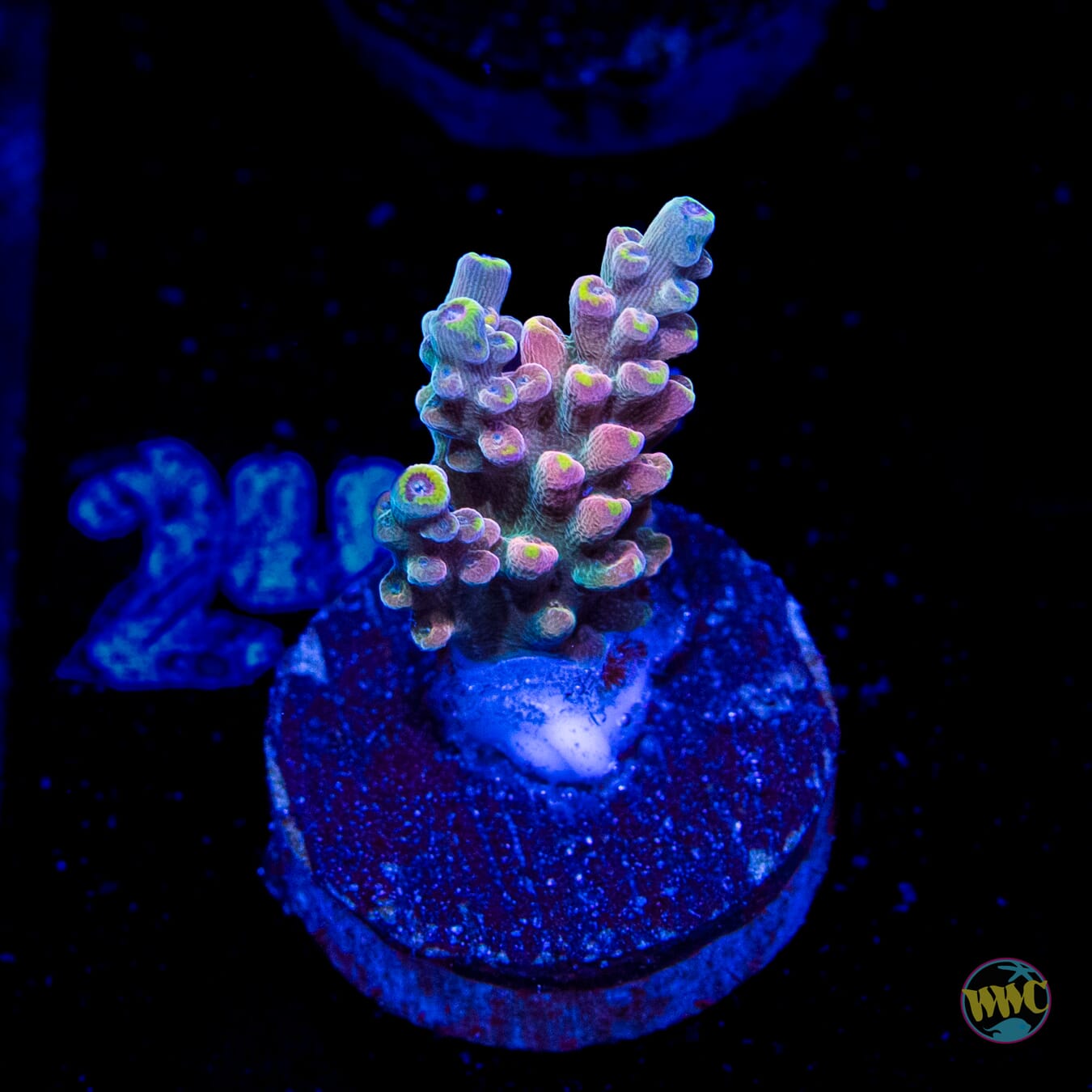 WWC Lady Liberty Acropora