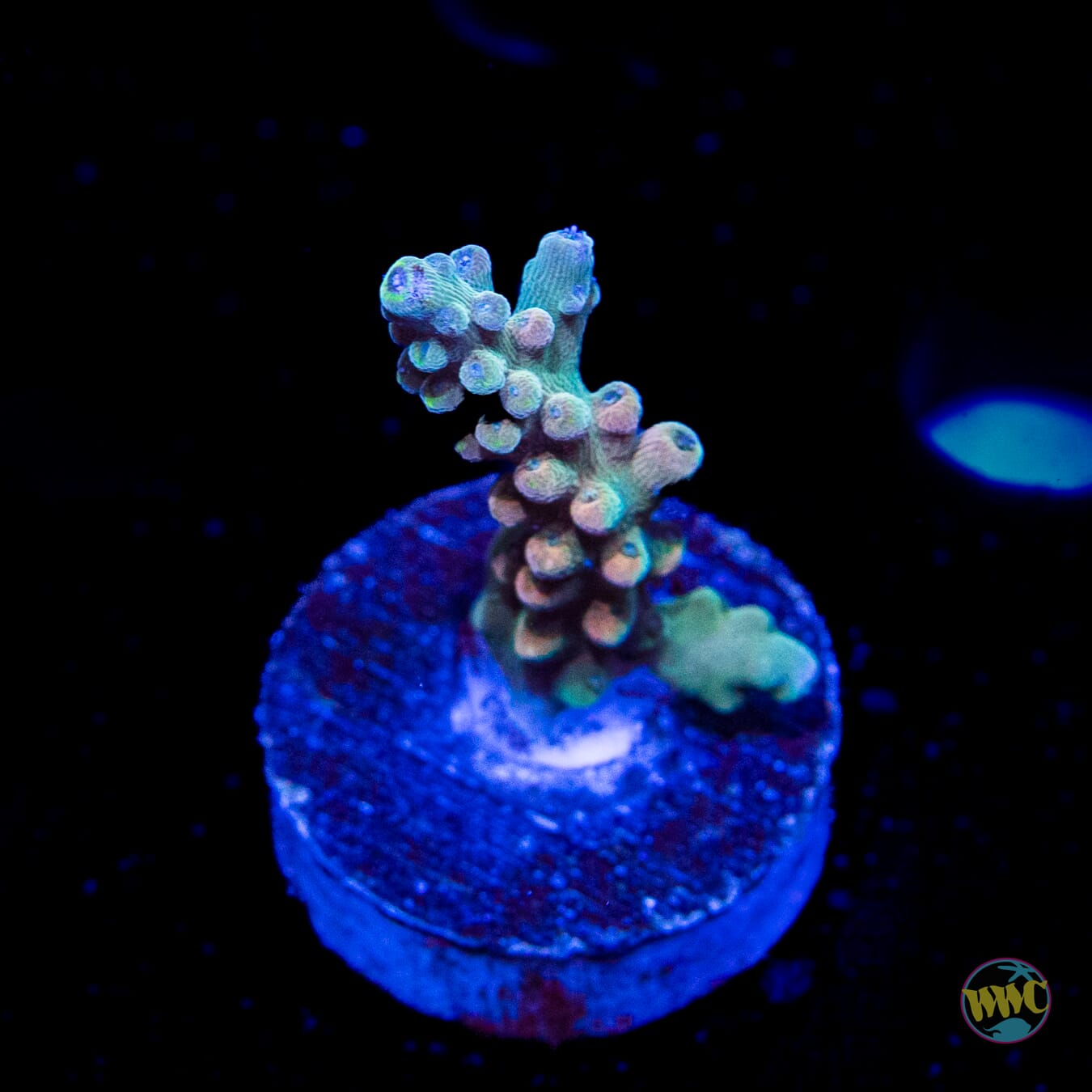 WWC Lady Liberty Acropora