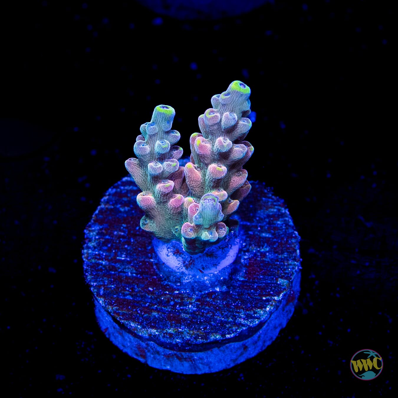 WWC Lady Liberty Acropora