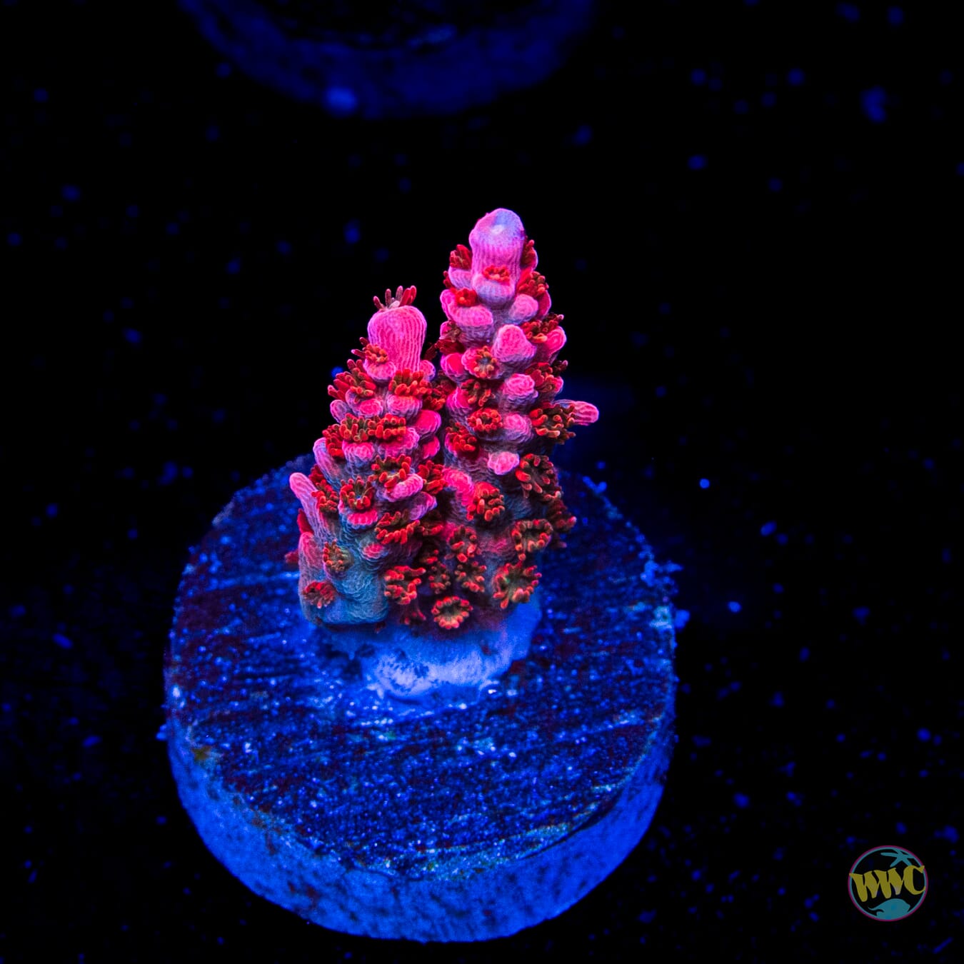 WWC Pantera Rosa Acropora