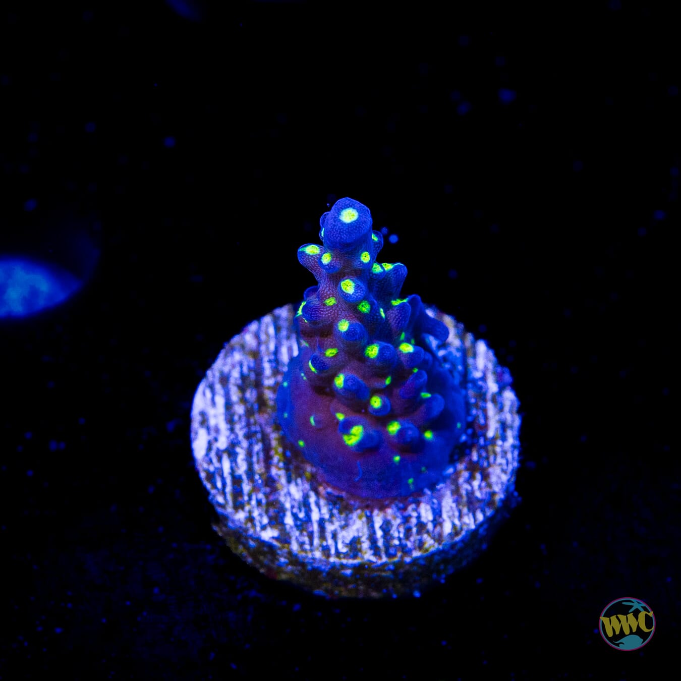 WWC Blueberry Fields Acropora