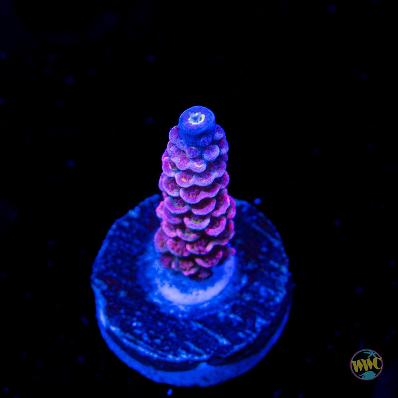 WWC Paradise Tenuis Acropora